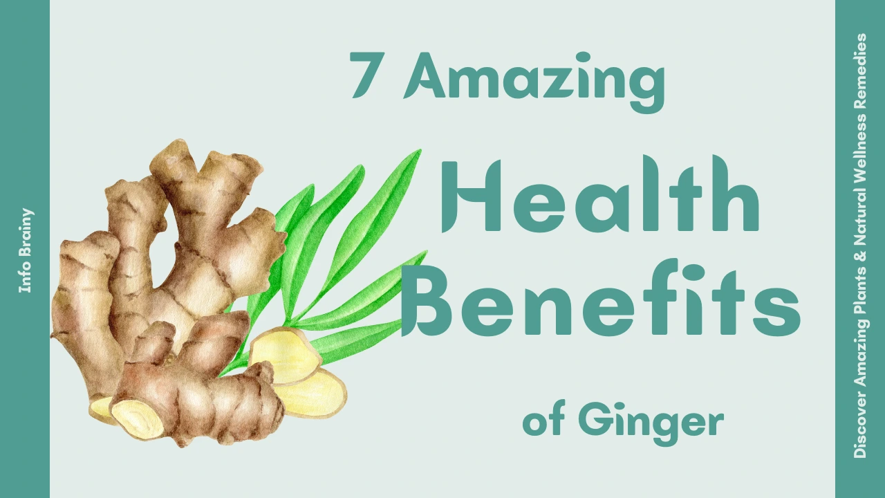 7 Amazing Health Benefits of Ginger You Should Know