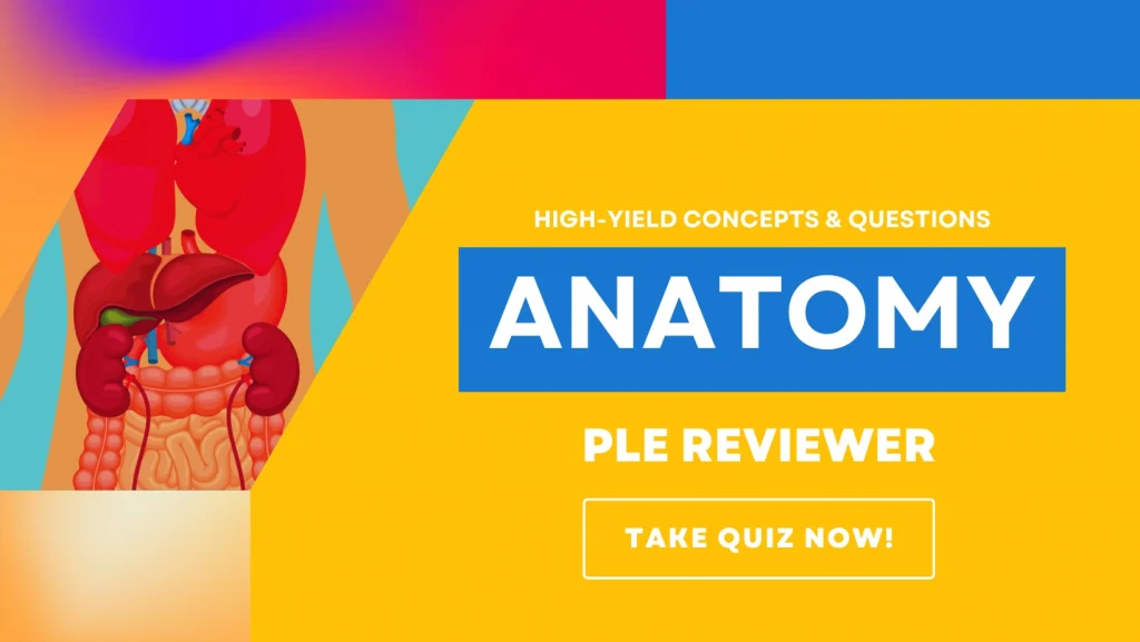 PLE Reviewer - Anatomy